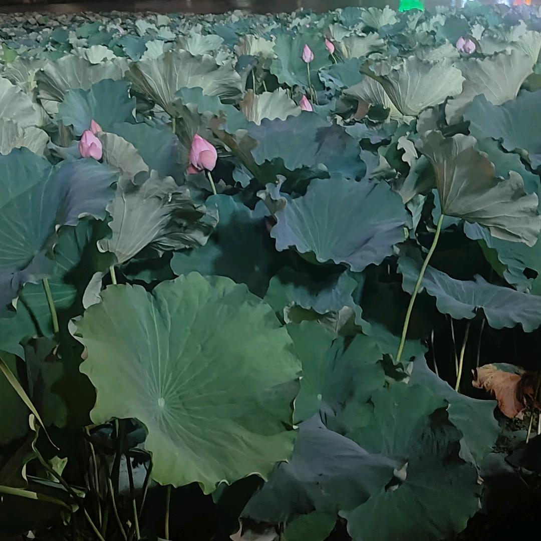 悠悠