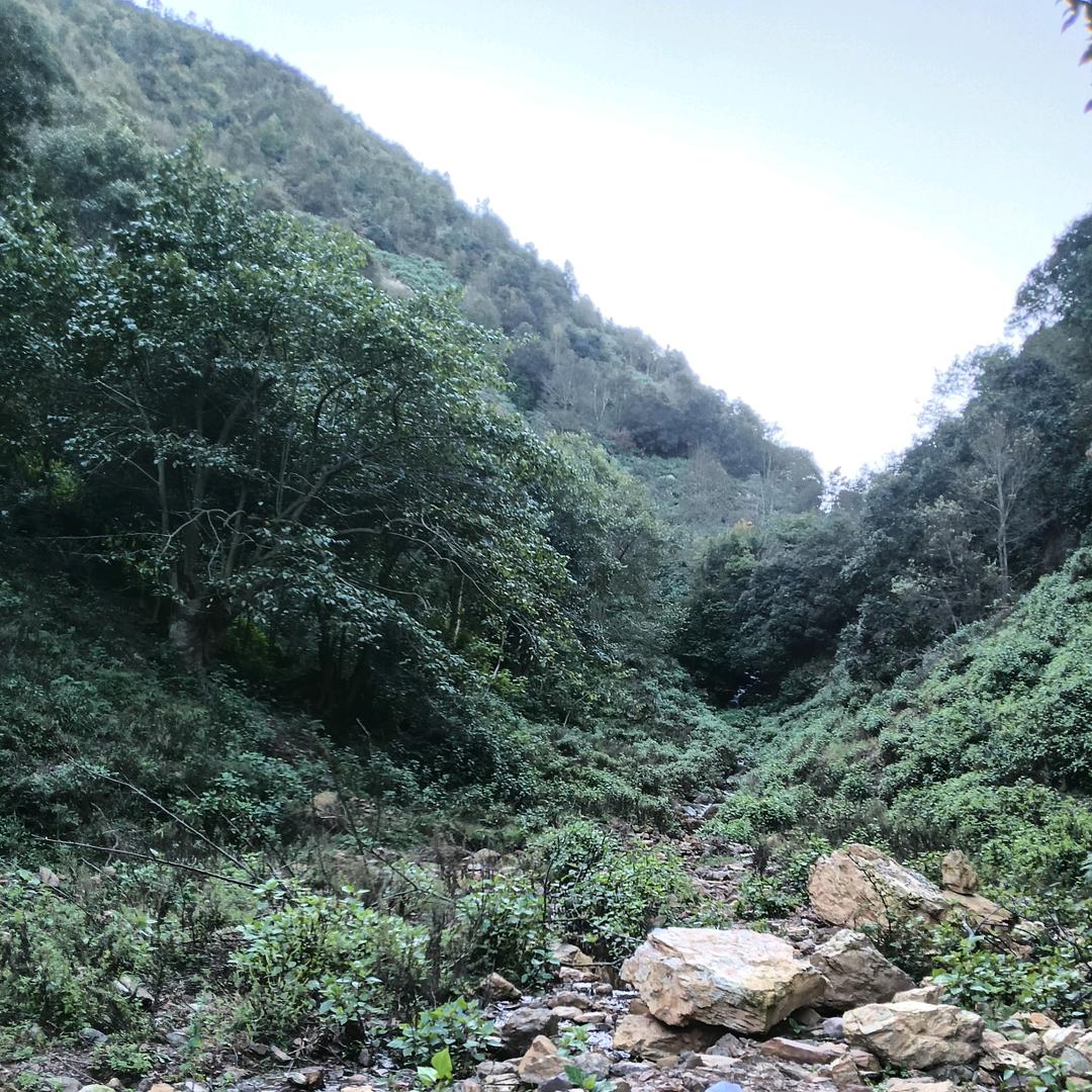 洪哥哥