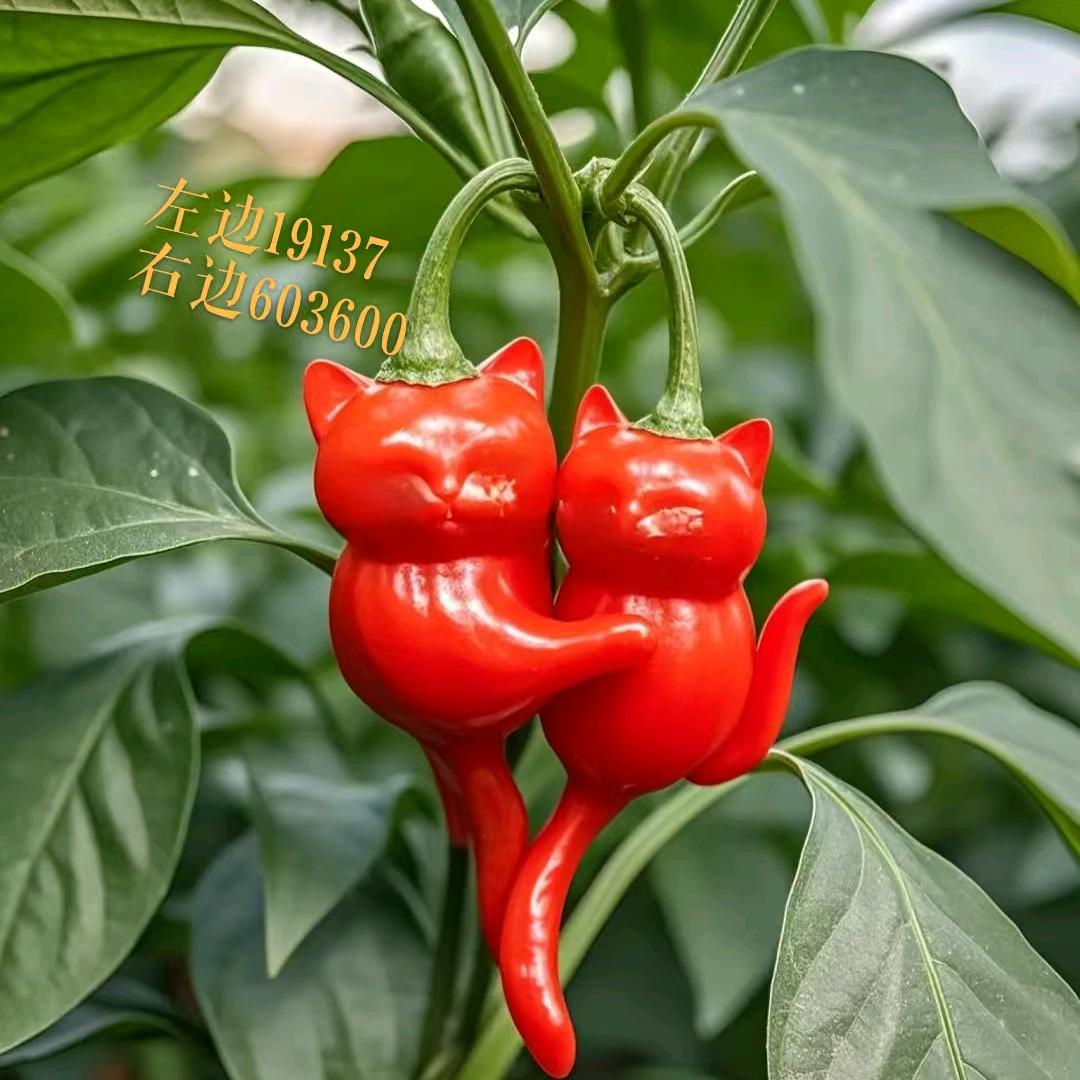 文帆汽油打药机（郑州总部）