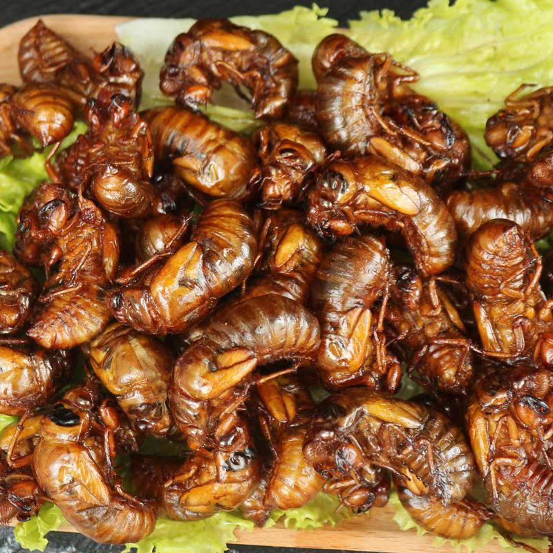 大庆金蝉