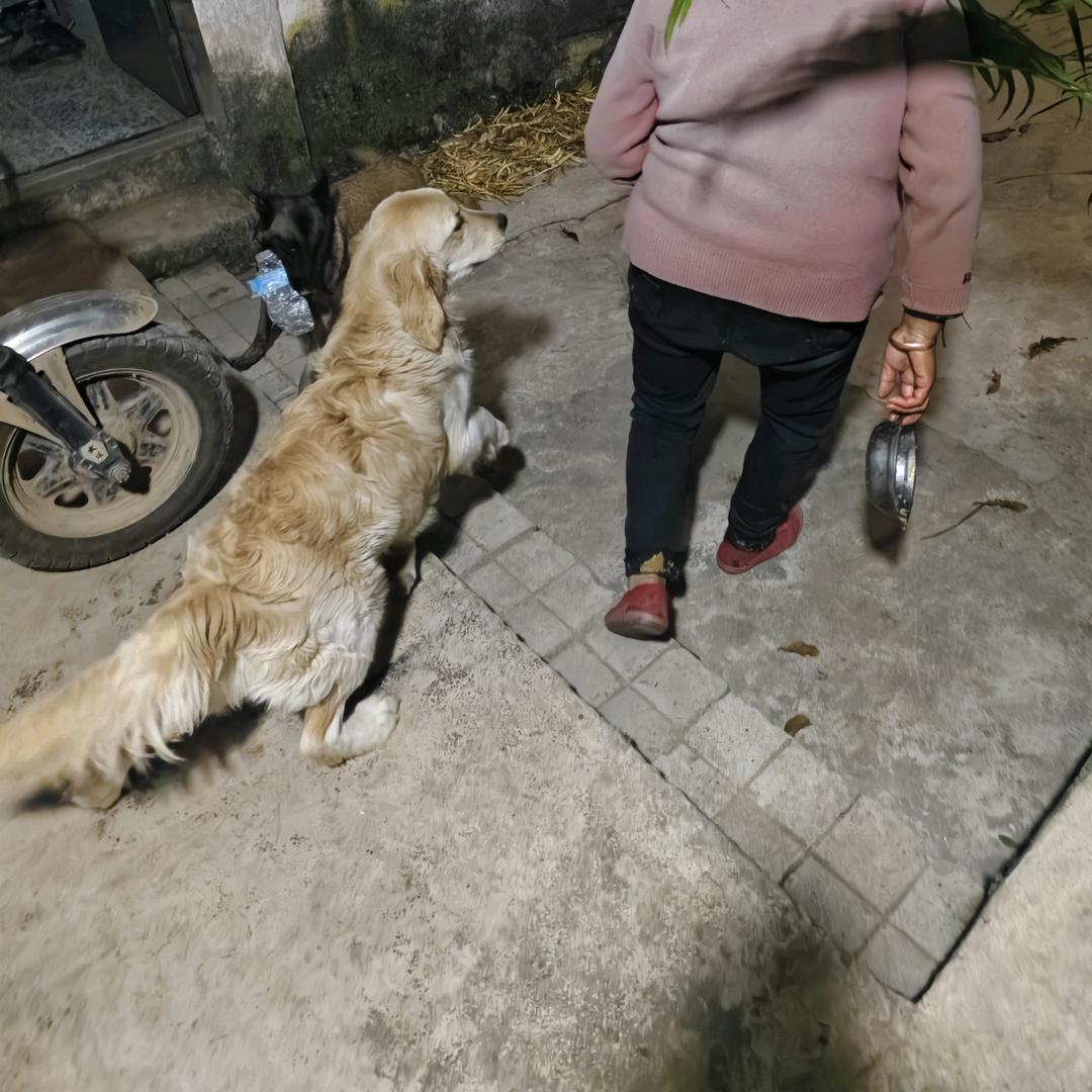 金毛卡宴和初一