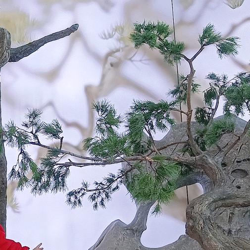 🌲C 丶y 邋里邋遢