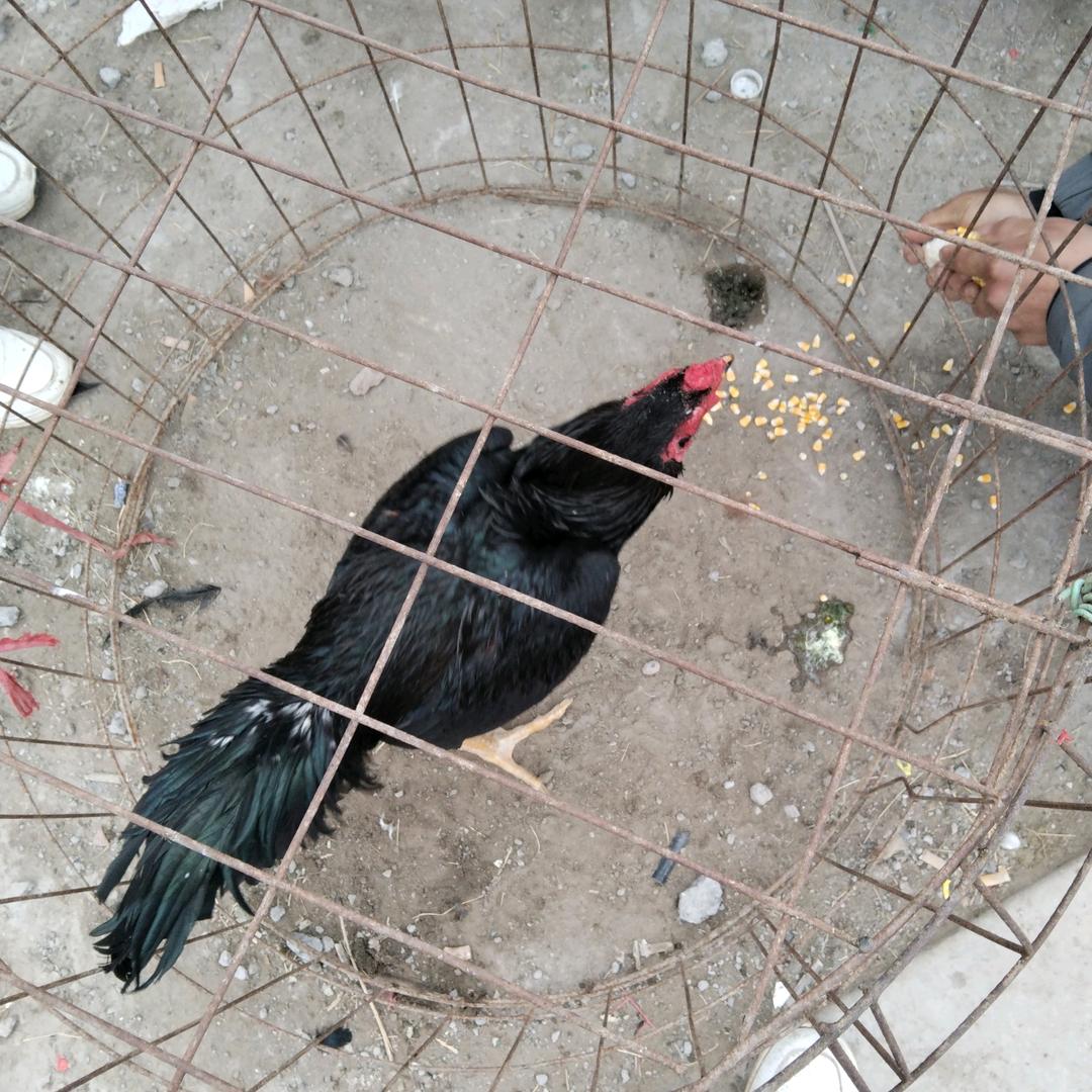 游海洋专业养斗鸡