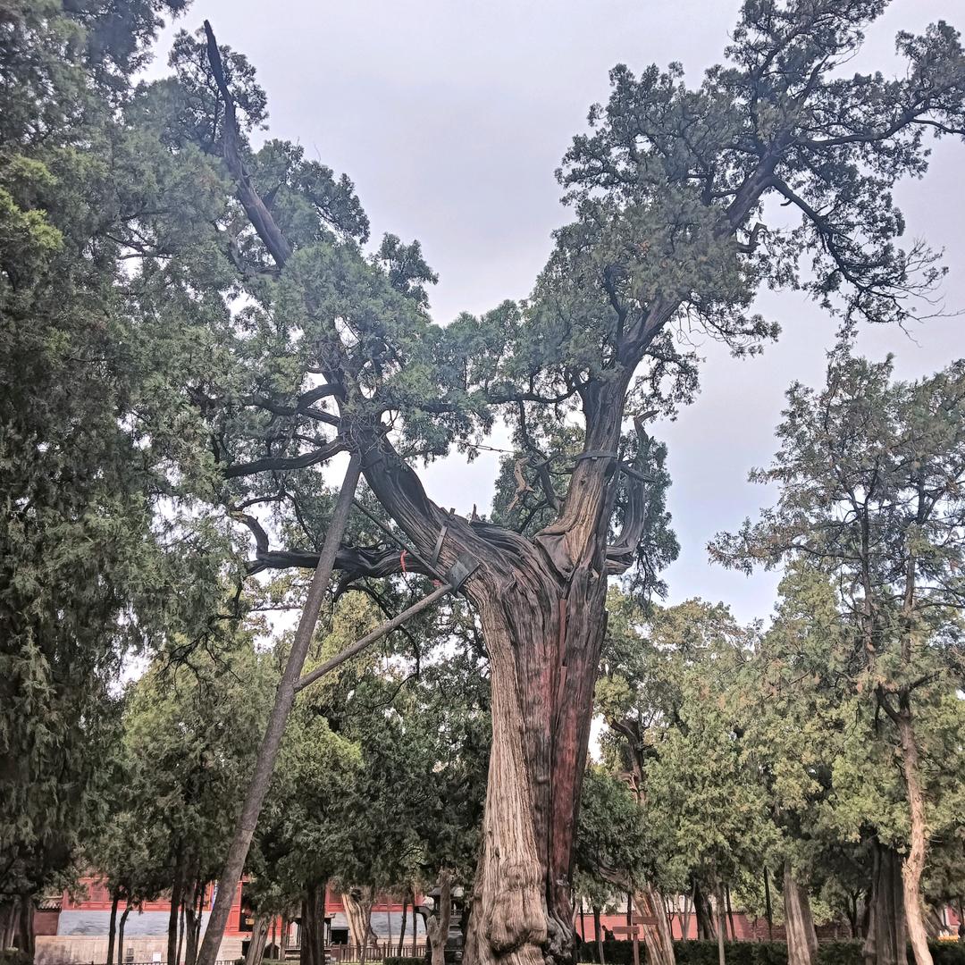我心飞翔