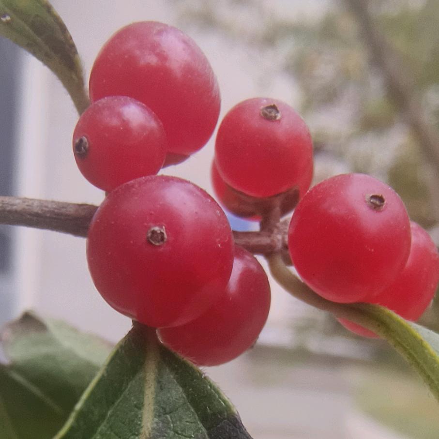 叶之落～秋之韵