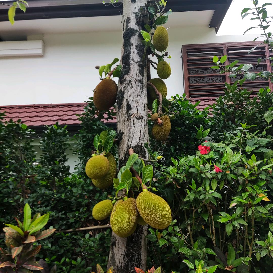 露露(商品橱窗)