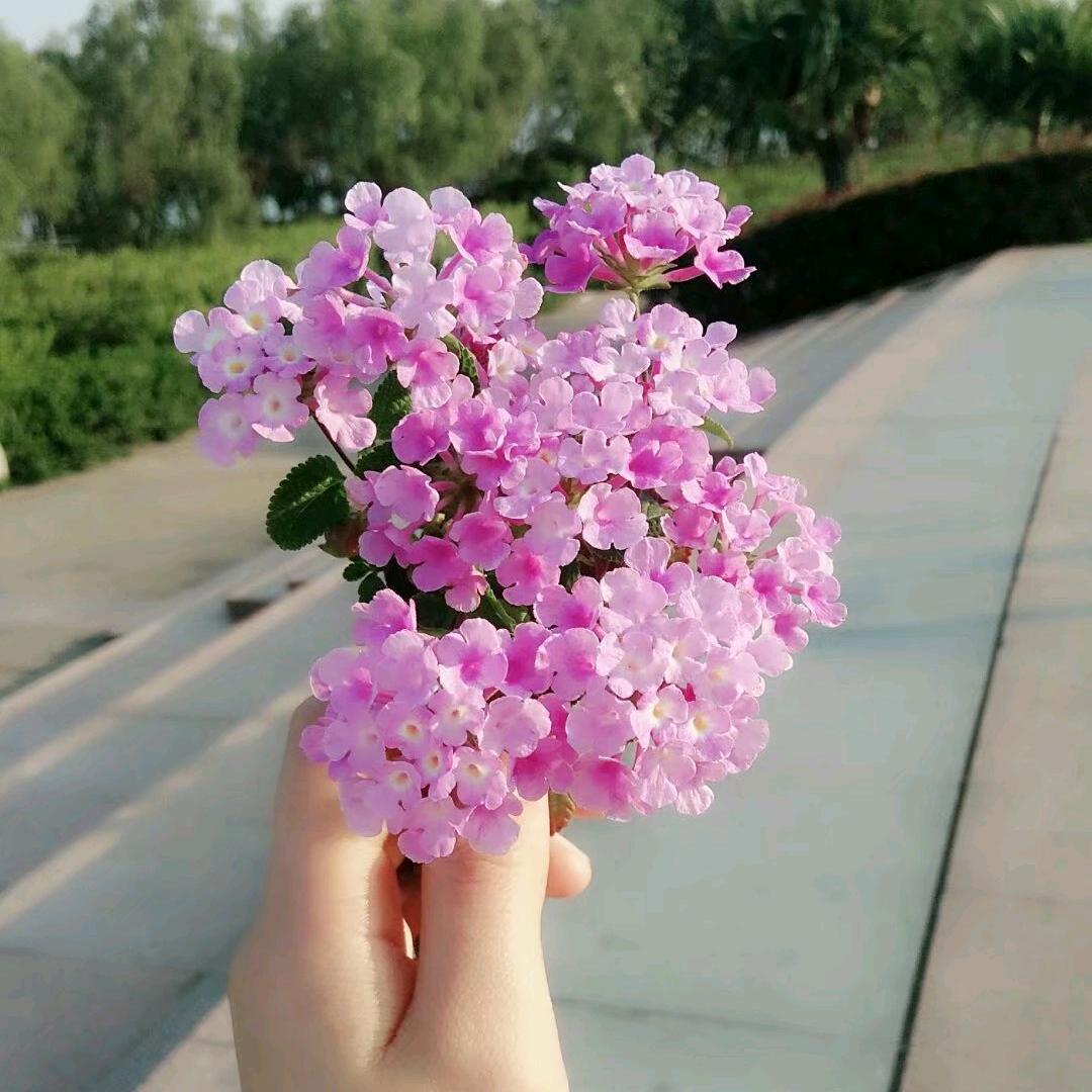 岁岁平安...