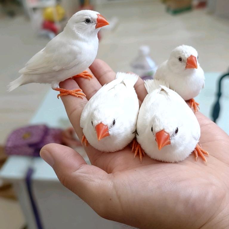 爱养动物的00后🕊