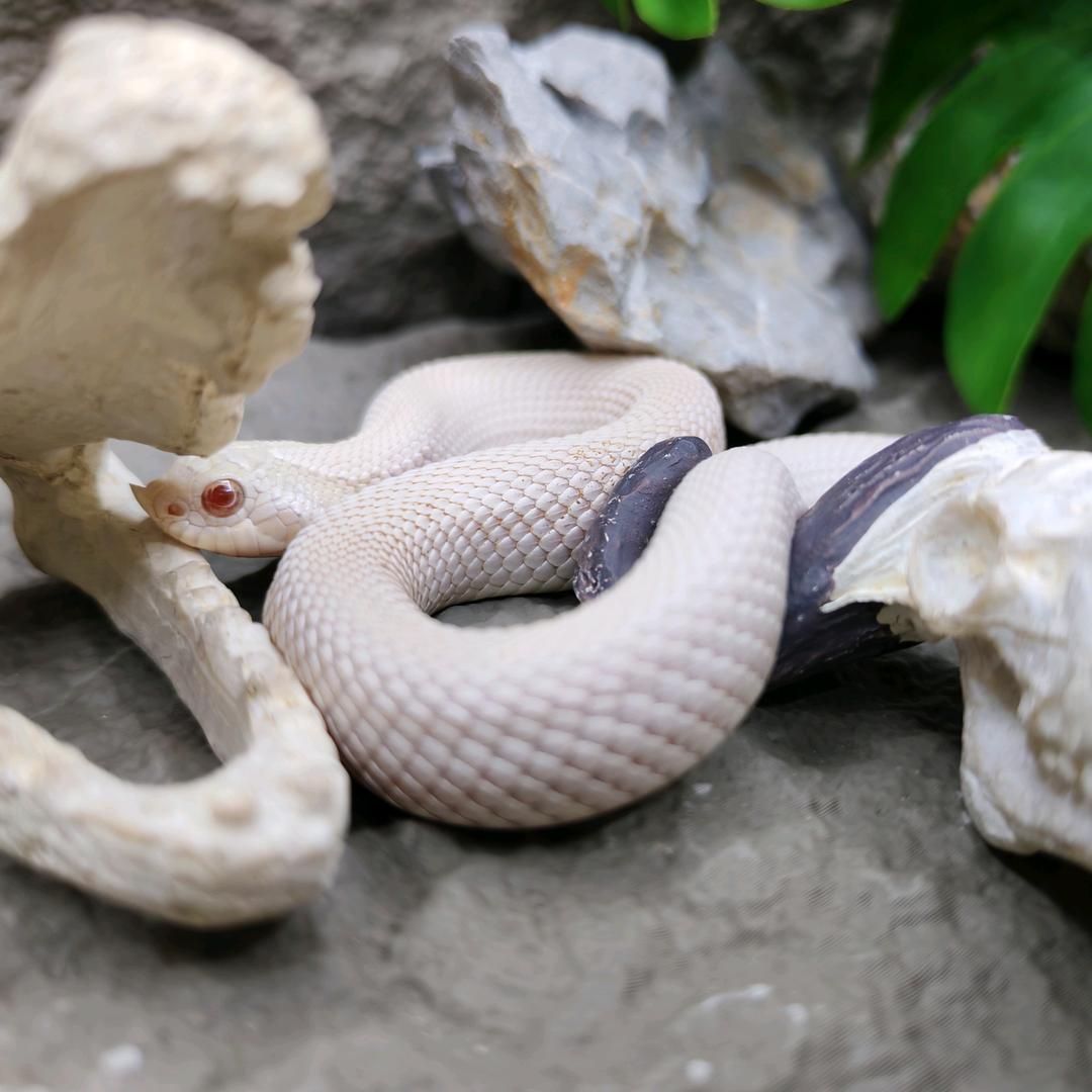 宠物蛇自繁批发中心