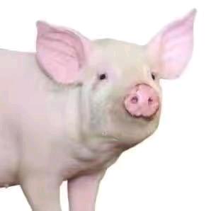 今天也吃火鸡面