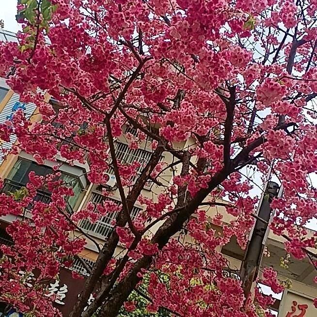 佛教？胡老大