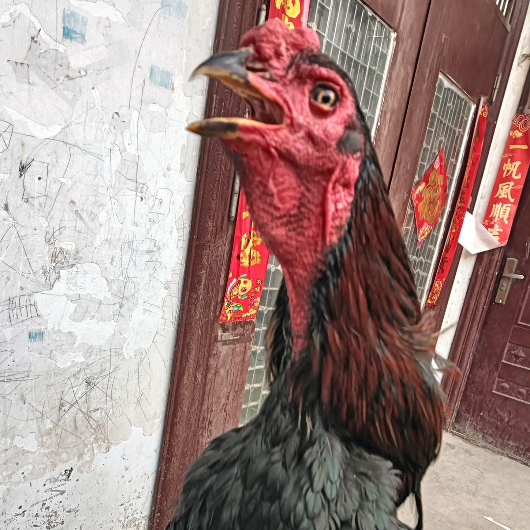 越南🐔土炮
