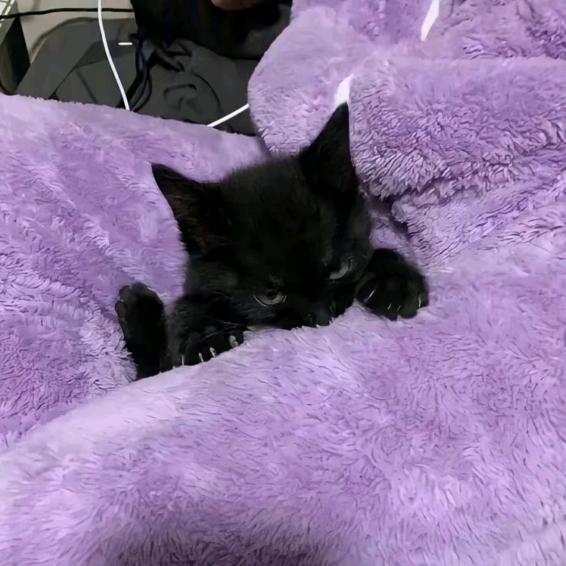 小猫不喵喵叫怎么叫.