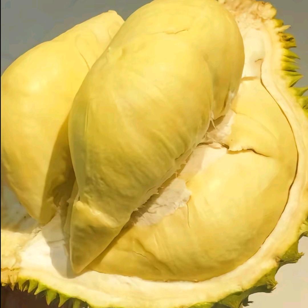 金枕榴莲亚洲八号总仓