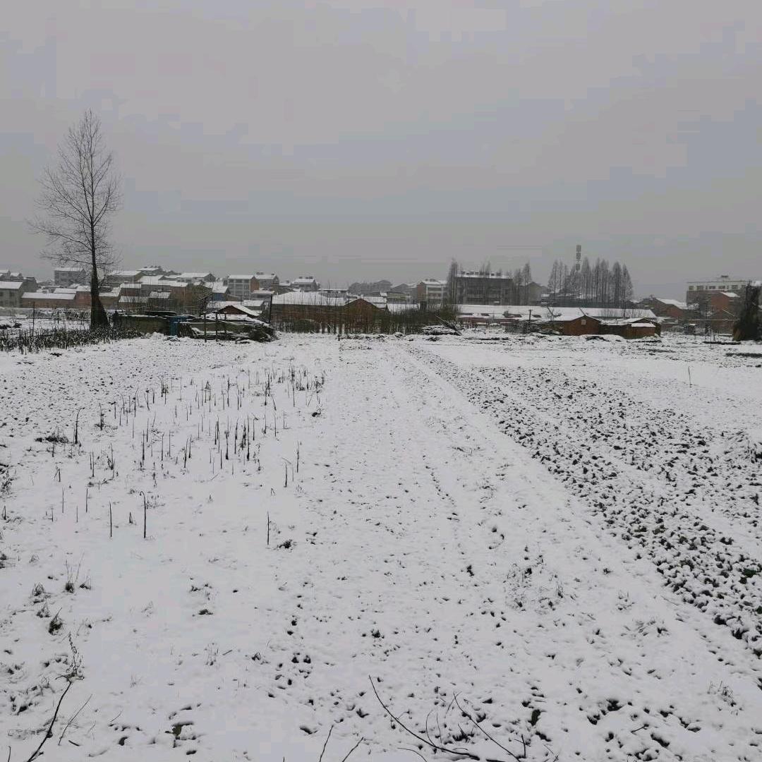 冬天的雪
