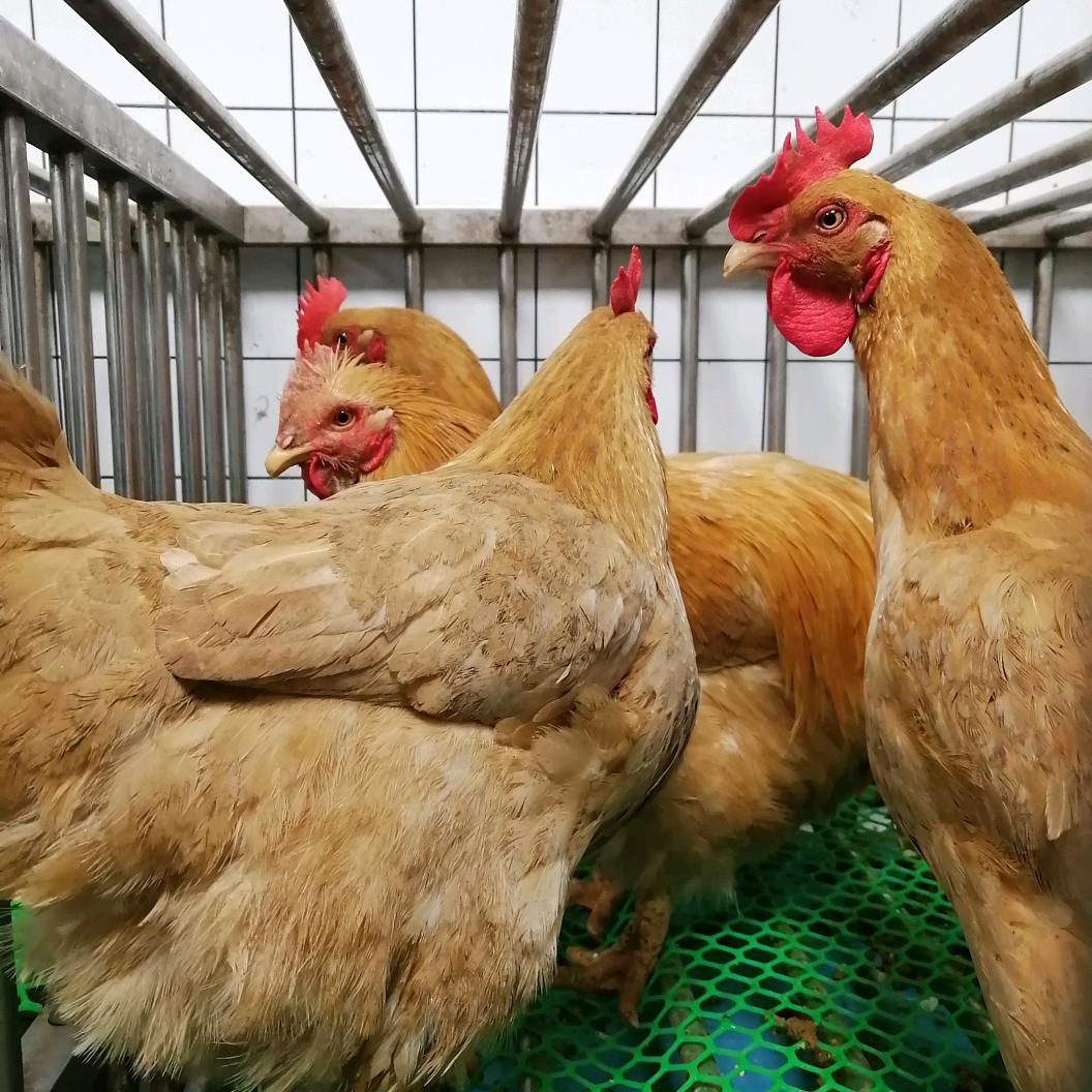 在东莞厚街卖鸡的日子