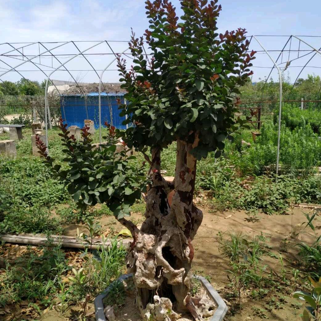 新花苗木，夹竹桃 红瑞木