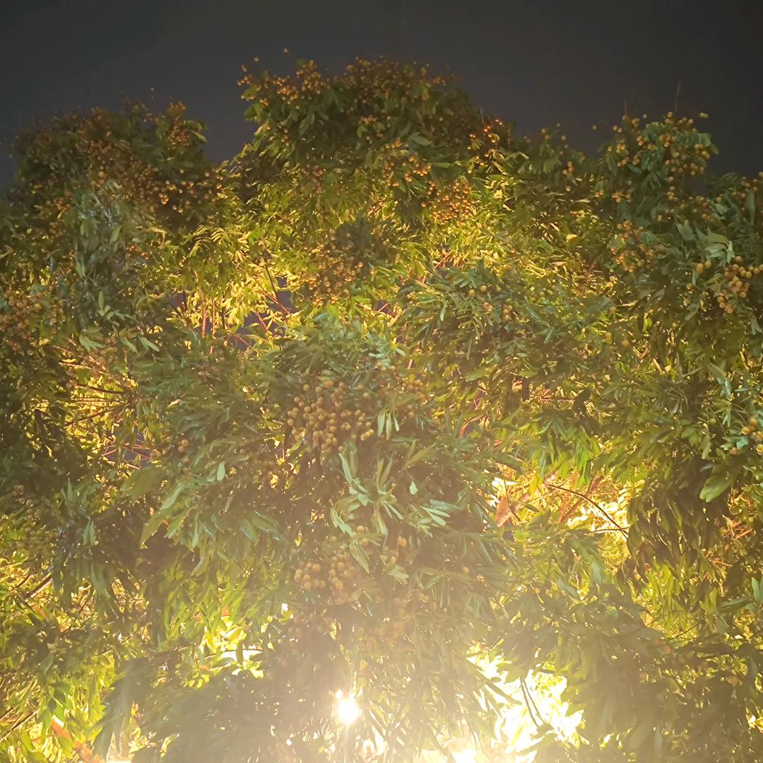 老白荆