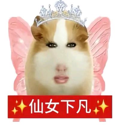 猪妞🐷
