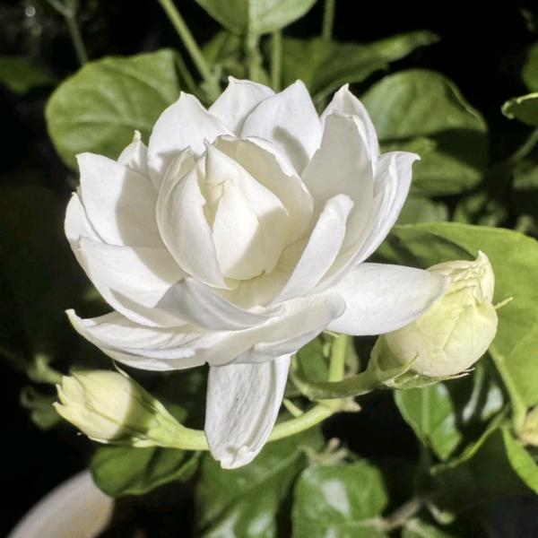 广西横县茉莉批发王哥