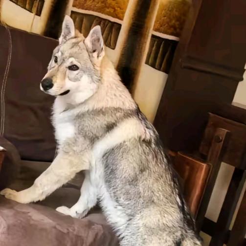 斯洛伐克捷克狼犬