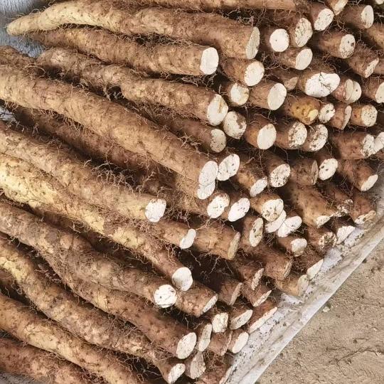 团堡山药直供站