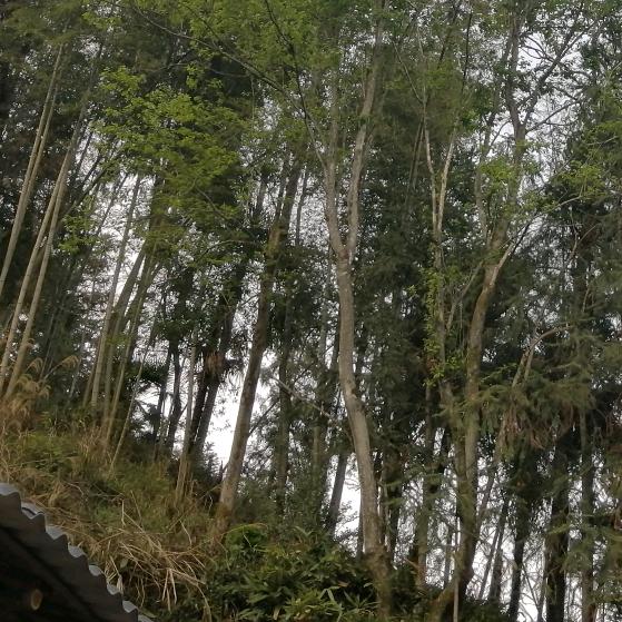 山水得意