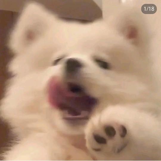 心肝肝