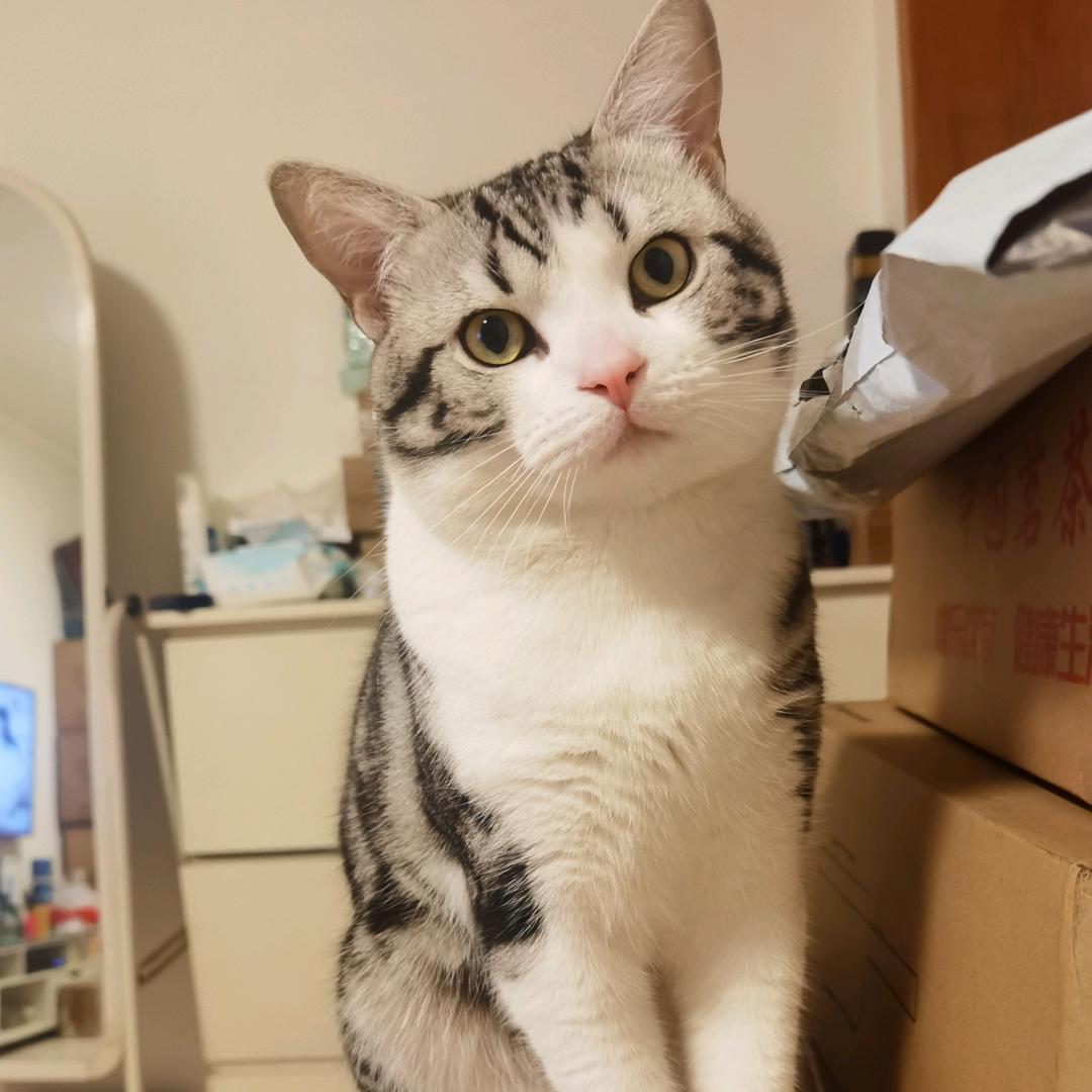 八万是只猫