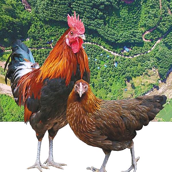 安丘辉渠打野鸡