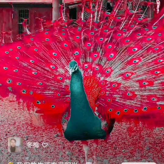 家庭主妇小芹