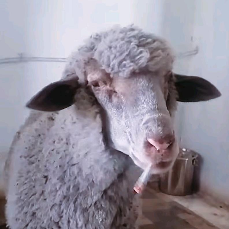 🐏