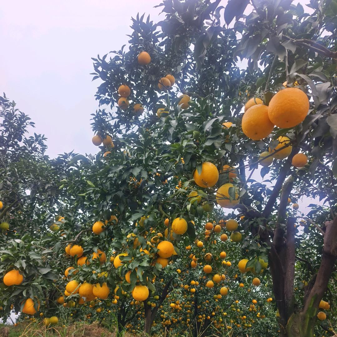 眉山水果供应链      ❤️