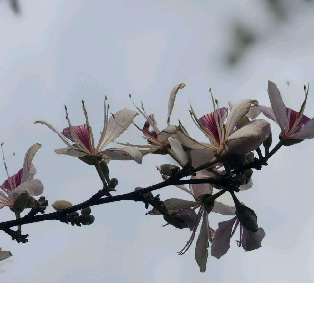 茉莉花