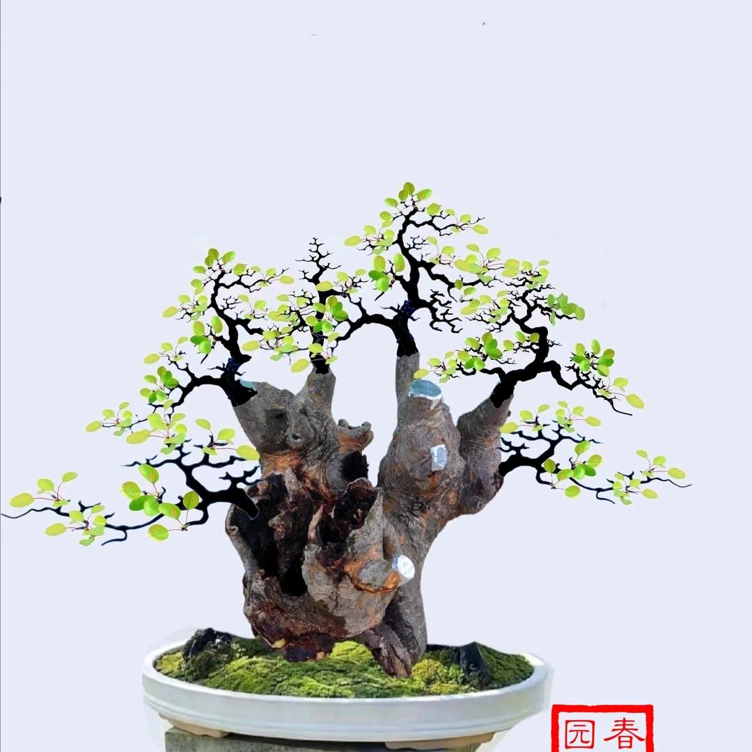 石头@