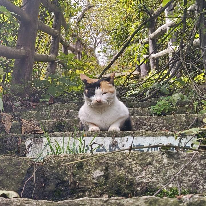 阿伦AFS