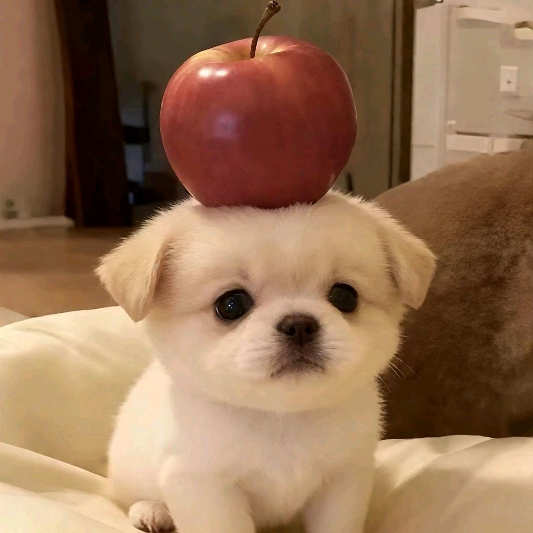 小虎糕