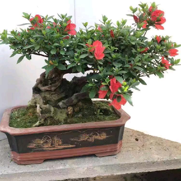 彭姐-‘-