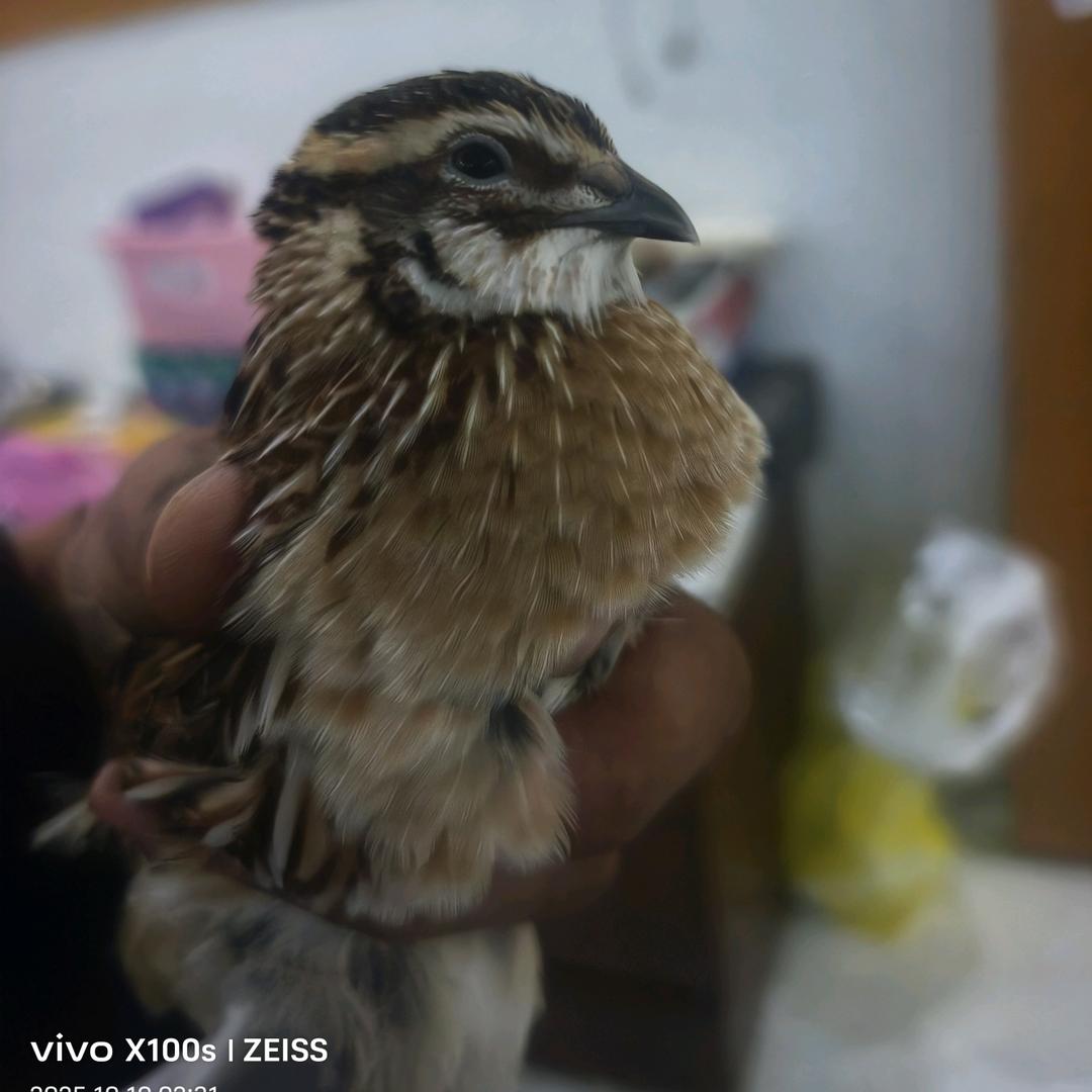 砀山  炎烽  斗鹌鹑繁育