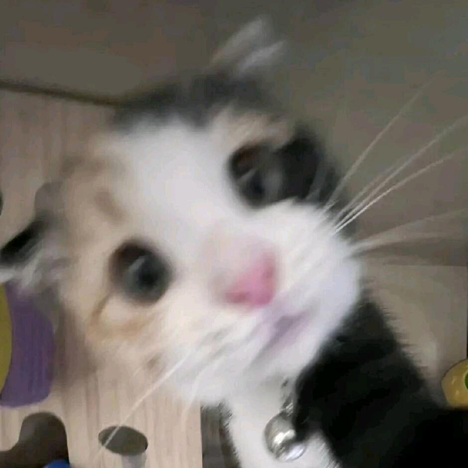 呜呼闪电兔