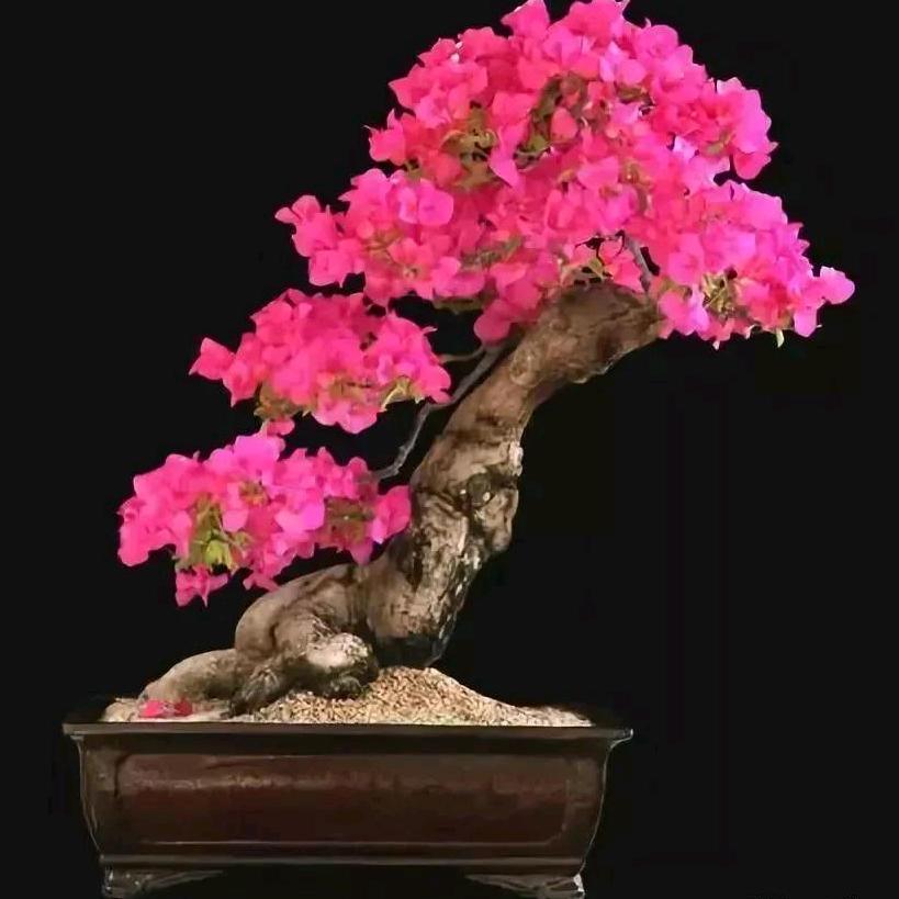 我心光明