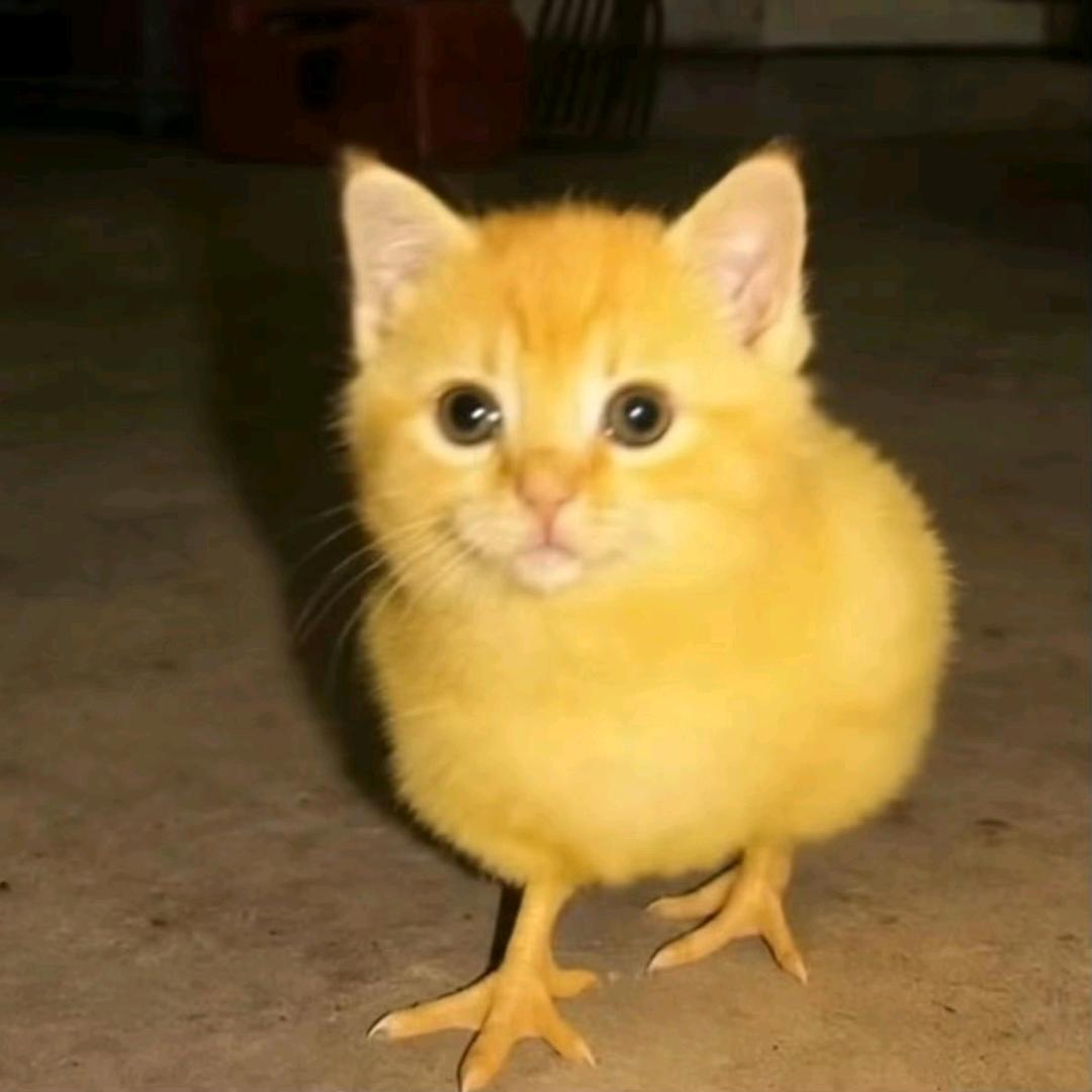 小札札