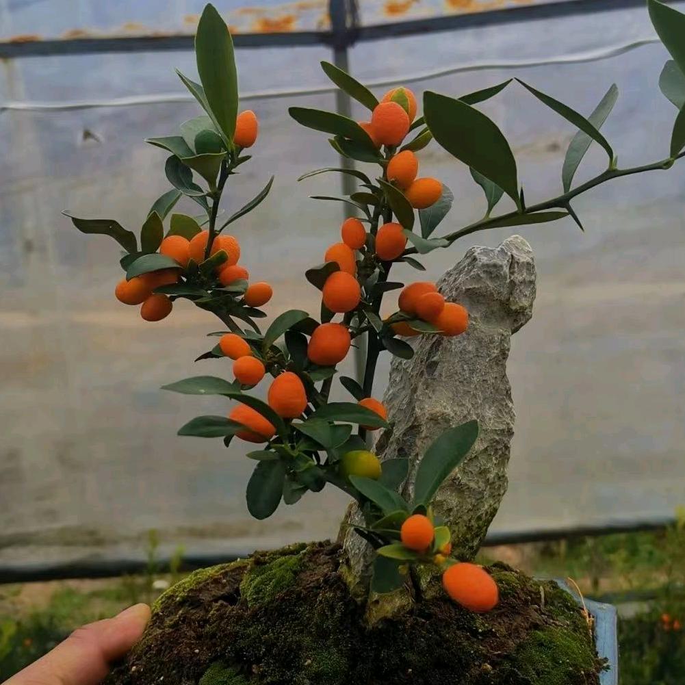山水茅舍