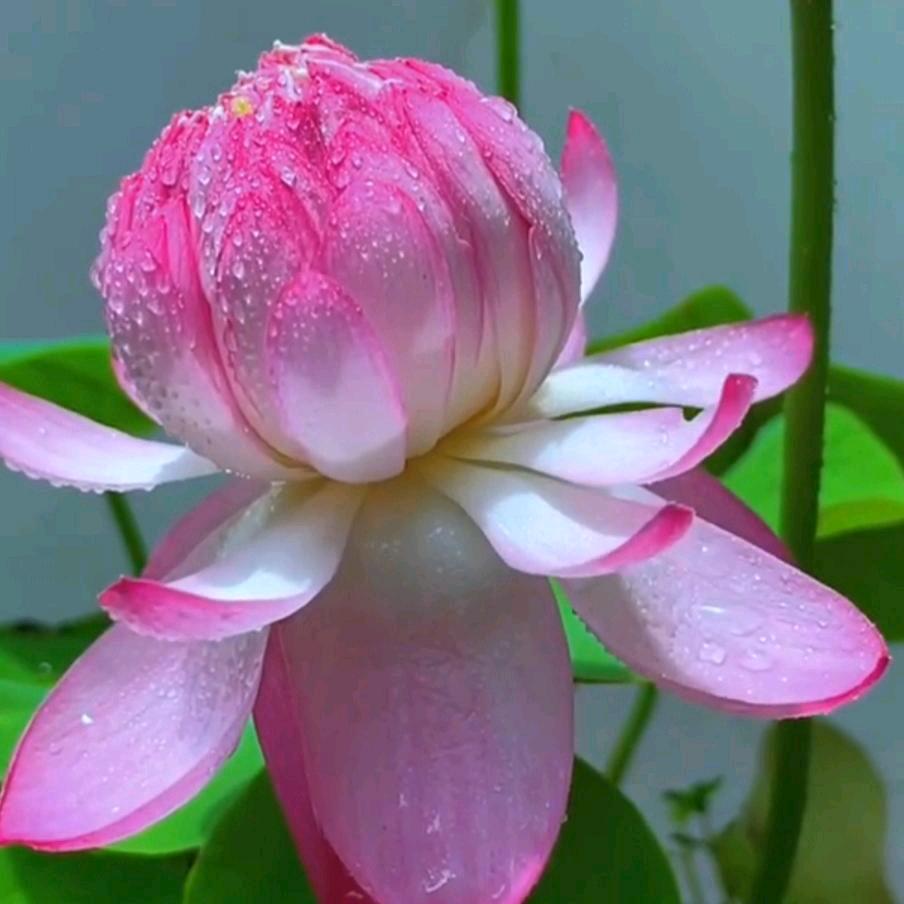 王家格格