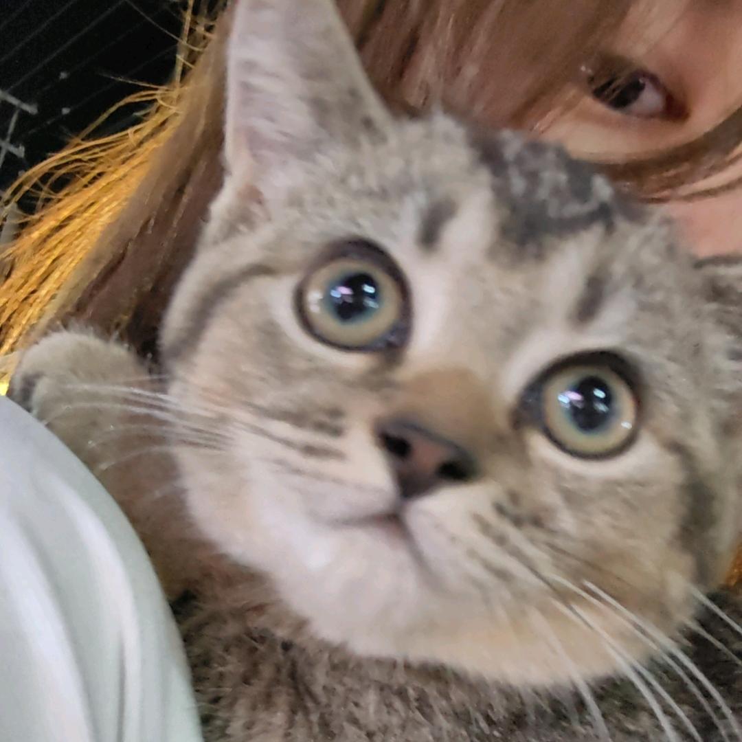 板栗是只猫