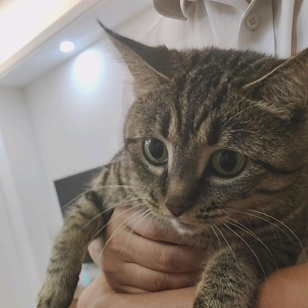 老鼠戏猫（三角洲行动）