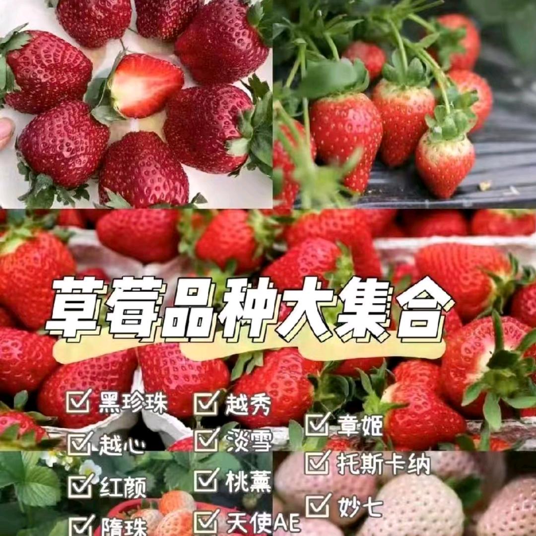 草莓育苗基地