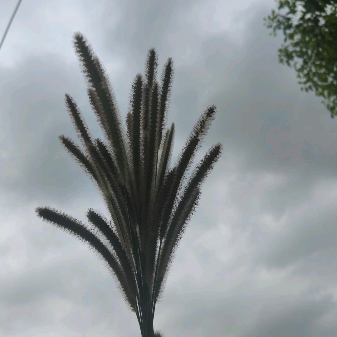 ₅²⁰傻ઈོ丫头¹ᶟ14