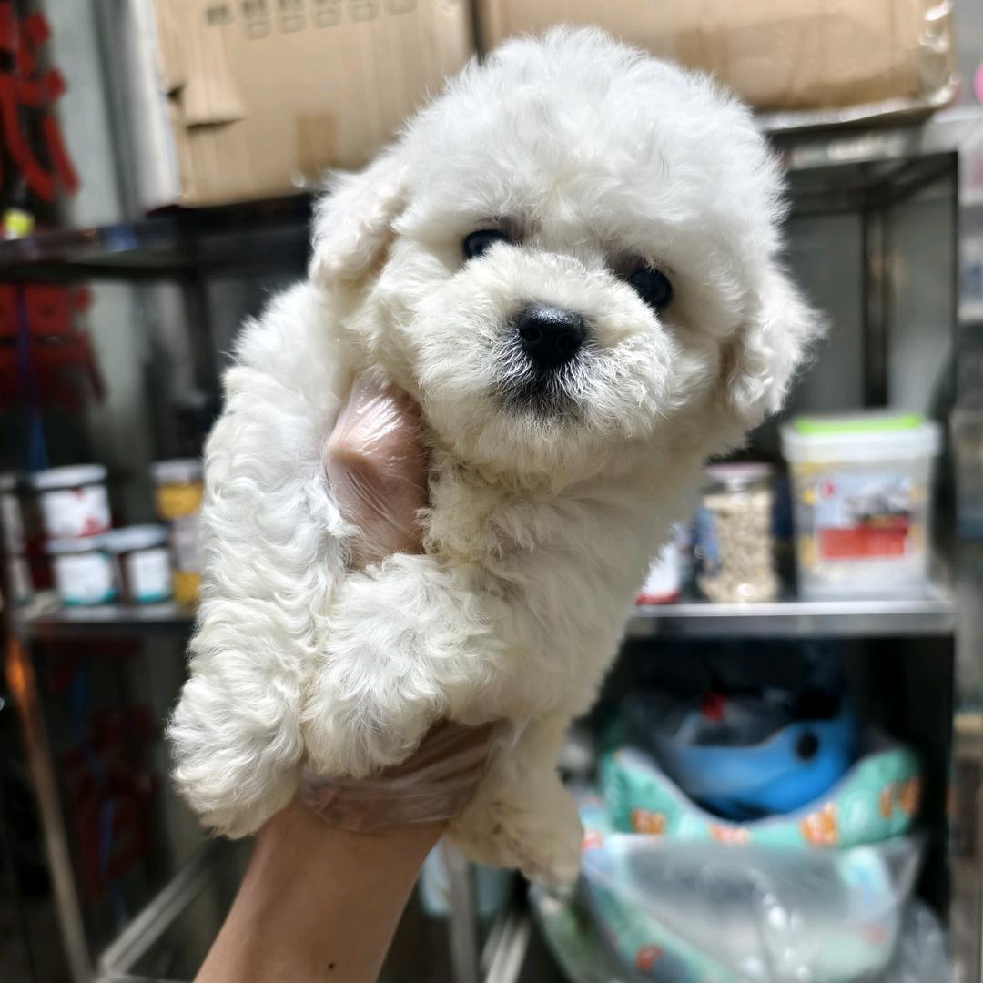 A太阳犬舍