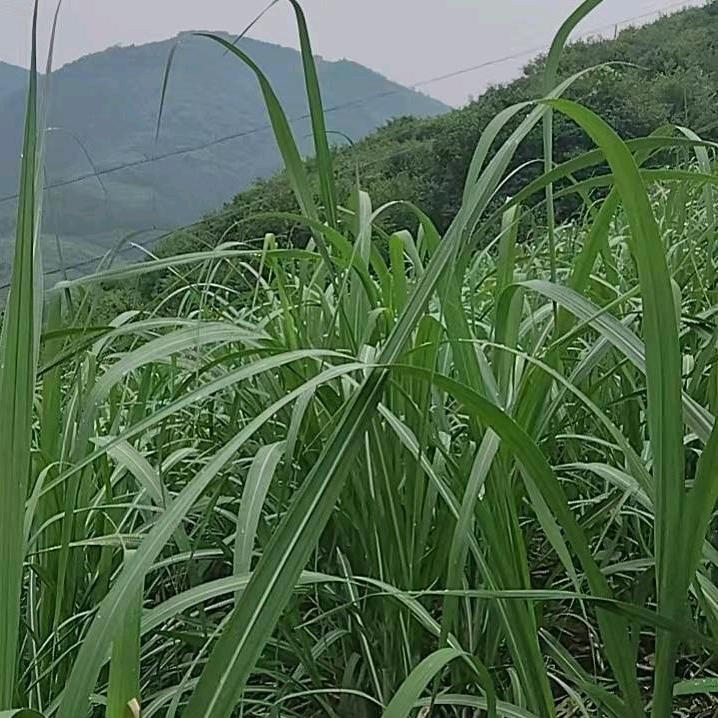 回忆